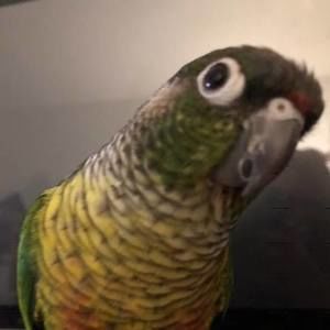 Meet your Posher, Jetteke